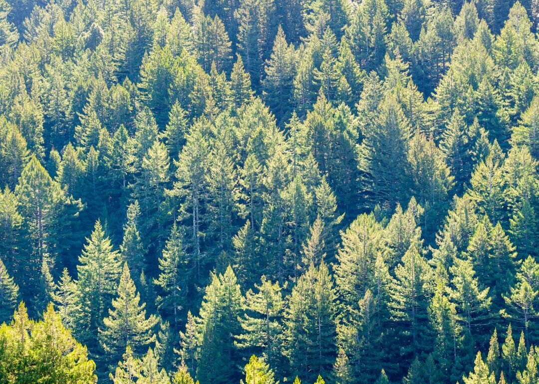 Answer: Tree #24